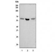 Western blot testing of 1) human U-2 OS, 2) rat PC-12 and 3) mouse NIH 3T3 cell lysate with Syndecan 3 antibody. Predicted molecular weight: 46 kDa, observed molecular weight: 60-70 kDa.
