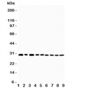 Western blot testing of OX40 antibody and Lane 1:  U87;  2: HeLa;  3: HT1080;  4: Jurkat;  5: COLO320;  6: MCF-7;  7: SHC;  8: COLO320;  9: SGC cell lysate.  Expected molecular weight: 29-50 kDa depending on glcyosylation level.