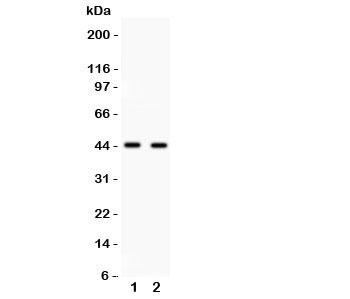 Western blot testing of Cdc37 antibody and 1. Jurkat, 2. 293T cell lysate. Expected/observed size ~44KD
