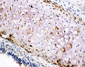 IHC-F testing of COL2A1 antibody and rat trachea tissue