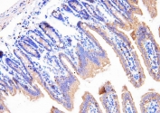 IHC-P: Cyclophilin B antibody testing of mouse intestine tissue. HIER: boil tissue sections in pH6 citrate buffer for 20 min and allow to cool before testing.