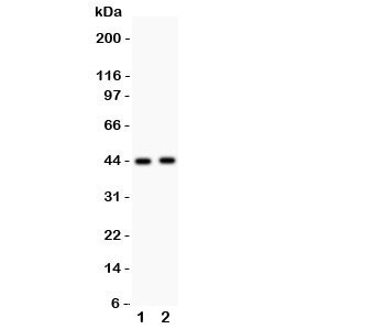 Western blot testing of E2F4 antibody and Lane 1: rat lung; 2: human SMMC-7721 lysate. Expected/observed size ~44KD