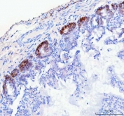 IHC-F testing of NKCC1 antibody and rat intestine tissue.