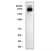 Western blot testing of NKCC1 antibody and human A549 cell lysate.  Predicted molecular weight ~131 kDa but may be observed at higher molecular weights due to glycosylation.
