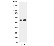 Western blot testing of EGR2 antibody and Lane 1:  mouse NIH3T3;  2: human MCF-7 cell lysate.  Expected/observed molecular weight ~53kDa.