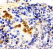 IHC-P: FLI1 antibody testing of rat spleen tissue. HIER: steamed with pH6 citrate buffer.