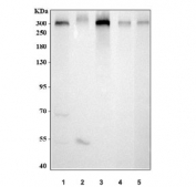 Western blot testing of 1) human HeLa, 2) human U-87 MG, 3) human HepG2, 4) rat PC-12 and 5) mouse NIH3T3 cell lysate with IGF2R antibody at 0.5ug/ml. Expected molecular weight ~274 kDa.