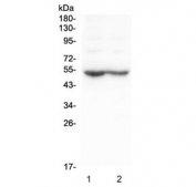 Western blot testing of 1) rat brain and 2) mouse brain lysate. Predicted molecular weight ~53 kDa.