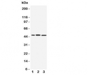 Western blot testing of IRF8 antibody and Lane 1:  human Raji;  2: rat liver;  3: (r) kidney tissue lysate.  Expected/observed molecular weight ~48kDa.