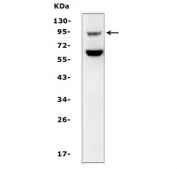 Western blot testing of mouse kidney tissue lysate with SLC9A2 antibody.  Expected molecular weight ~92 kDa.