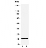 Western blot testing of SUMO1 antibody and Lane 1:  rat spleen;  2: human placenta tissue lysate. Predicted molecular weight: 12-15 kDa
