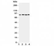 Western blot testing of PROX1 antibody and Lane 1:  rat thymus;  2: human HeLa;  3: (h) Jurkat;  4: (h) MM231 cell lysate.  Predicted molecular weight is 83 kDa, observed at 80-110 kDa.