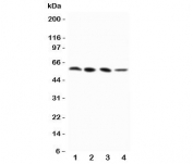 Western blot testing of RIP3 antibody and Lane 1:  PANC;  2: SW620;  3: SKOV-3;  4: M231 cell lysate
