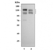 Western blot testing of human 1) 293T and 2) HeLa cell lysate with Nicastrin antibody.  Predicted molecular weight ~78 kDa, but can be observed at up to ~160 kDa due to glycosylation.