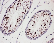 IHC-P: PIAS1 antibody testing of rat testis tissue