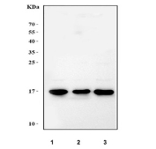 Western blot testing of 1) human K562, 2) human HepG2 and 3) human MCF7 cell lysate with UBC9 antibody.  Predicted molecular weight ~18 kDa.
