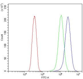 Flow cytometry testing of human HeLa cells with ATG7 antibody at 1ug/million cells (blocked with goat sera); Red=cells alone, Green=isotype control, Blue= ATG7 antibody.~