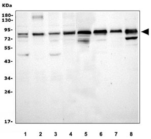 Western blot testing of 1) human HeLa, 2) human HepG2, 3) human K562, 4) hum