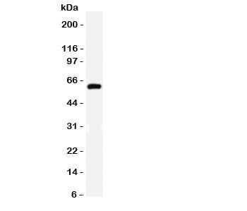 Western blot testing of HNF1B antibody and mouse liver lysate