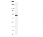 Western blot testing of HNF1B antibody and mouse liver lysate. Predicted molecular weight ~61 kDa.
