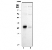 Western blot testing of human 1) U-251 and 2) 293T cell lysate with SOX2 antibody. Predicted molecular weight: ~34kDa.