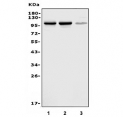 Western blot testing of 1) rat brain, 2) mouse brain and 3) human U-87 MG cell lysate with PSD-95 antibody. Predicted molecular weight ~80 kDa but routinely observed at 90~95 kDa.