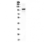 Western blot testing of mouse brain tissue lysate with PSD-95 antibody. Predicted molecular weight ~80 kDa but routinely observed at 90~95 kDa.