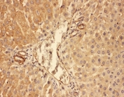 IHC-P: C5A antibody testing of rat liver tissue