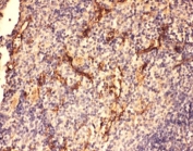 IHC-P: C5A antibody testing of mouse spleen tissue