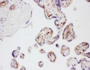 IHC-P: Adiponectin antibody testing of human placenta tissue. HIER: steamed with pH6 citrate buffer.