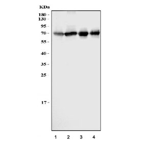 Western blot testing of 1) human HepG2, 2) human A431, 3) rat L6 and 4) mouse C2C12 cell lysate with COX1 antibody. Expected molecular weight ~68 kDa.