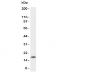 Western blot testing of GMCSF antibody and recombinant mouse protein ( 0.5ng)