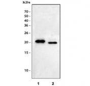 Western blot testing of human 1) HeLa and 2) HepG2 cell lysate with IL-18 antibody. Predicted molecular weight: 17~24 kDa.