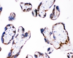 IHC staining of FFPE human placenta with ITGB4 antibody at 1ug/ml. HIER: boil tissue sections in pH6, 10mM citrate buffer, for 10-20 min and allow to cool before testing.