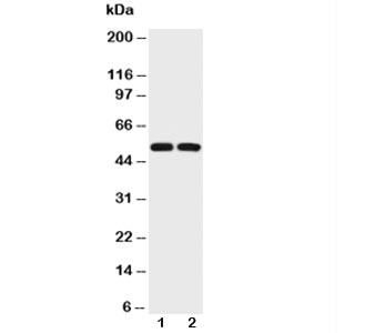 Western blot testing of p53 antibody (0.5ug/ml) and Lane 1: HEPG2; 2: COLO320 lysate~