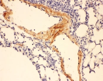 IHC-P: Adiponectin antibody testing of mouse lung tissue. HIER: steamed with pH6 citrate buffer.