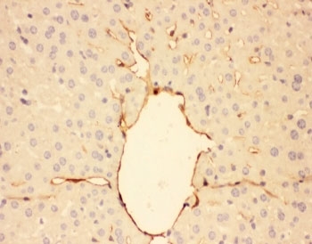 IHC-P: Adiponectin antibody testing of mouse liver tissue. HIER: steamed with pH6 citrate buffer.