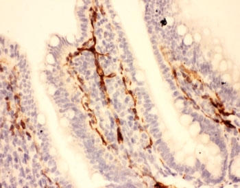IHC-P: Adiponectin antibody testing of rat intestine tissue. HIER: steamed with pH6 citrate buffer.