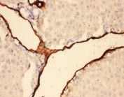IHC-P testing of rat liver tissue. HIER: steamed with pH6 citrate buffer.