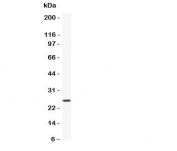 Western blot testing of CNTF antibody and recombinant human protein (0.5ng)