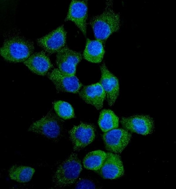 Immunofluorescent staining of FFPE human A431 cells with EGFR antibody (green) and DAPI nuclear stain (blue). HIER: steam section in pH6 citrate buffer for 20 min.~