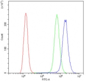 Flow cytometry testing of human A431 cells with ICAM-1 antibody at 1ug/10^6 cells (blocked with goat sera); Red=cells alone, Green=isotype control, Blue= ICAM-1 antibody.