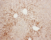 IHC-P: Serum Amyloid P antibody testing of rat liver tissue. HIER: steamed with pH6 citrate buffer.