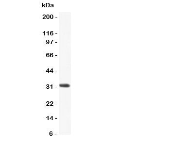 Western blot testing of CCL3 antibody and recombinant rat protein (0.5ng)