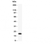 Western blot testing of PARC antibody and recombinant human protein (0.5ng)