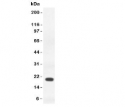 Western blot testing of IFN gamma antibody and recombinant rat protein (0.5ng)