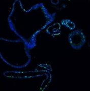 Immunofluorescent staining of FFPE human colon tissue with Ki67 antibody (green) at 5ug/ml and DAPI (blue). HIER: boil tissue sections in pH6, 10mM citrate buffer, for 20 min and allow to cool before testing.