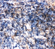 IHC-P: Bid antibody testing of mouse spleen tissue