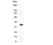 Western blot testing of CCL13 antibody and recombinant human protein (0.5ng)