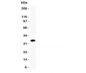 Western blot testing of CCL17 antibody and recombinant mouse protein (0.5ng)